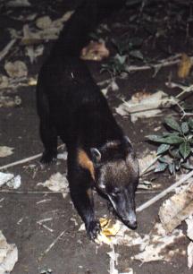 Aguti ou coati plantigrade omnivore